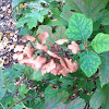 Oak leaf Hydrangea