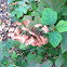 Oak leaf Hydrangea