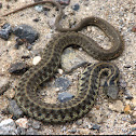 Ranera montana, Mesoamerican highlands garter snake