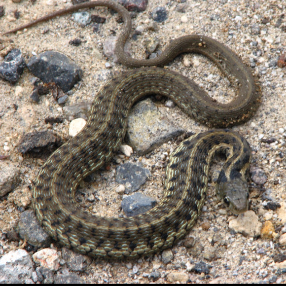 Ranera montana, Mesoamerican highlands garter snake Project Noah