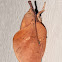 Lappet Moth