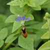 Hoverfly