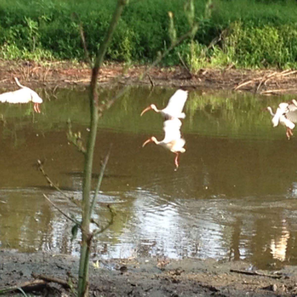 American White Ibis