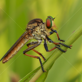 Robber Fly by Richard Liong - Animals Insects & Spiders