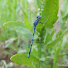 Bluet Damselfly