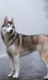 download Husky HD Live Wallpaper free