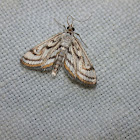 Chestnut-marked Pondweed Moth