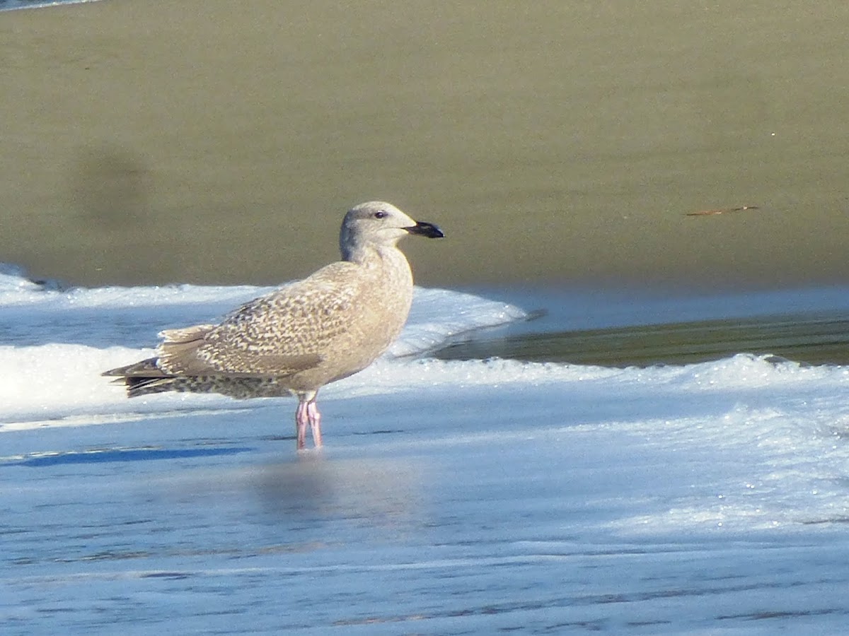 Glaucous Winged gull (1st winter)