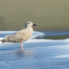 Glaucous Winged gull (1st winter)