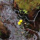 Leafy bladderwort