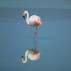 Chilean flamingo