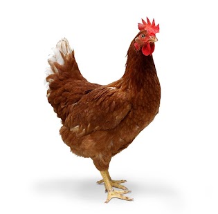 Animal Soundboard Screenshots 1