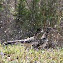 Greater Roadrunner