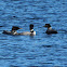 Great Northern Loon