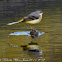 Grey Wagtail; Lavandera Cascadeña