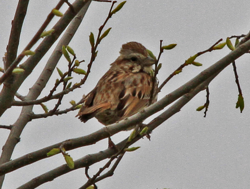 Chipping Sparrow