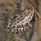 northern leopard frog(brown morph)