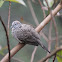 Zebra Dove