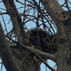 American Robin