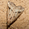 Snoutnose Moth