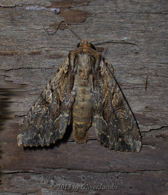 unknown Moth