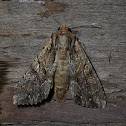 unknown Moth