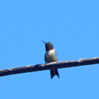 Ruby-throated Hummingbird