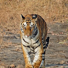 Royal Bengal tiger