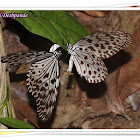 Malbar Tree Nymph Butterfly