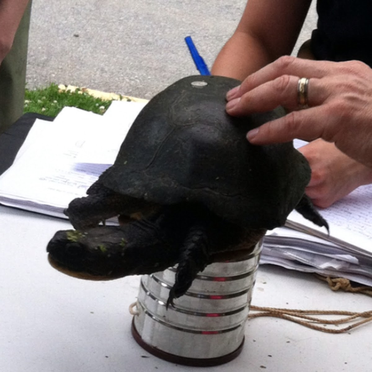 Blanding's turtle