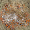 Orange Star Lichen