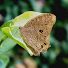 Common Evening Brown (wet season form)