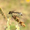 Bee Flies (mating)