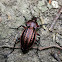 European Ground Beetle - Střevlík měďěný