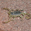 Desert hairy scorpion