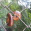 Giant African Millipede