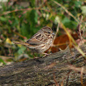 Song Sparrow