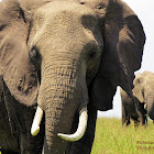 African bush elephant