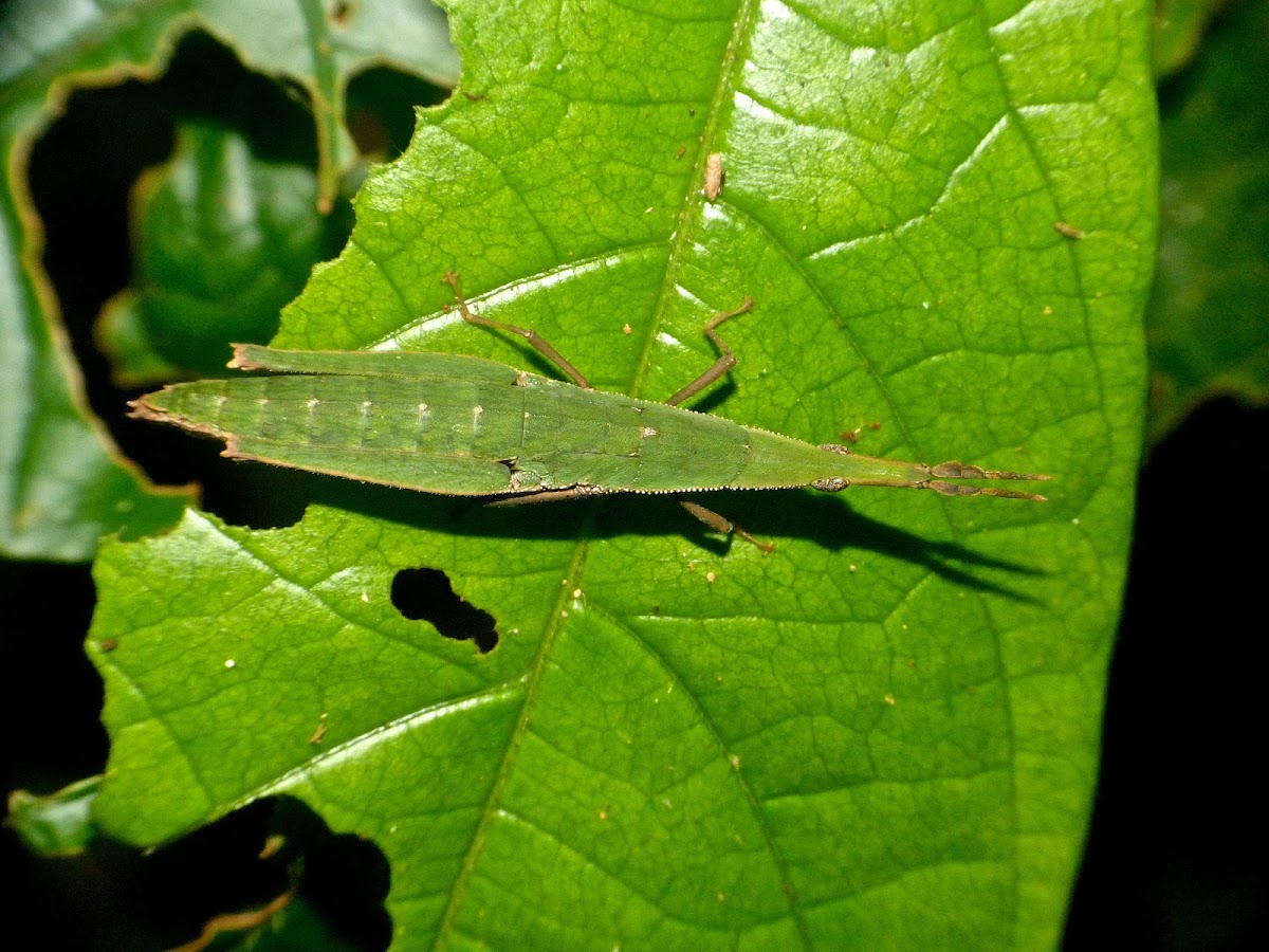 Toothpick grasshopper (female)