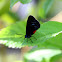 Great Purple Hairstreak