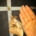 Polyphemus moth (male)
