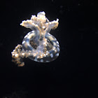 Spotted Jelly / Lagoon Jelly