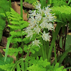 Foamflower