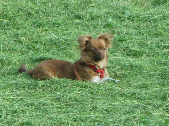 Daisy