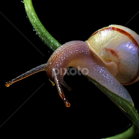 Snail by Henry Wijaya - Animals Other