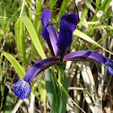 Sintenisa Iris