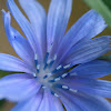 Common Chicory (Flower)