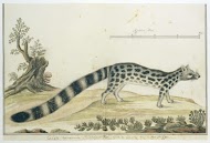 Genetta tigrina (Cape genet)