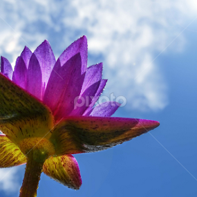 Rising Up by MaSs Balasooriya - Flowers Single Flower