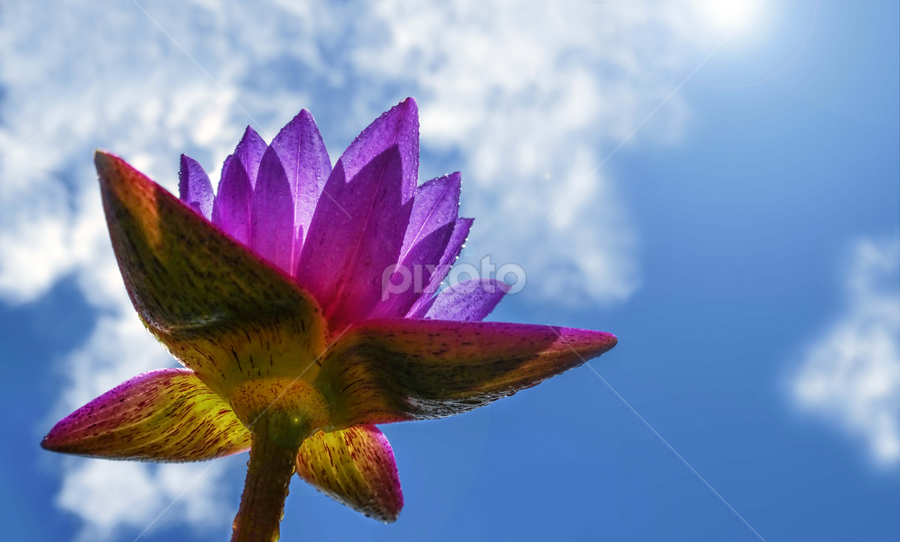 Rising Up by MaSs Balasooriya - Flowers Single Flower